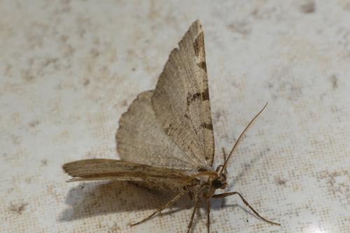 Macaria wauaria